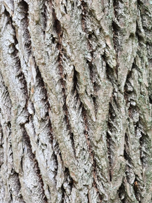 Sassafras Bark